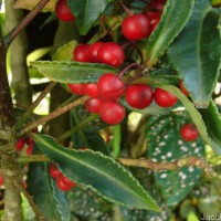 Ardisia crenata Sims